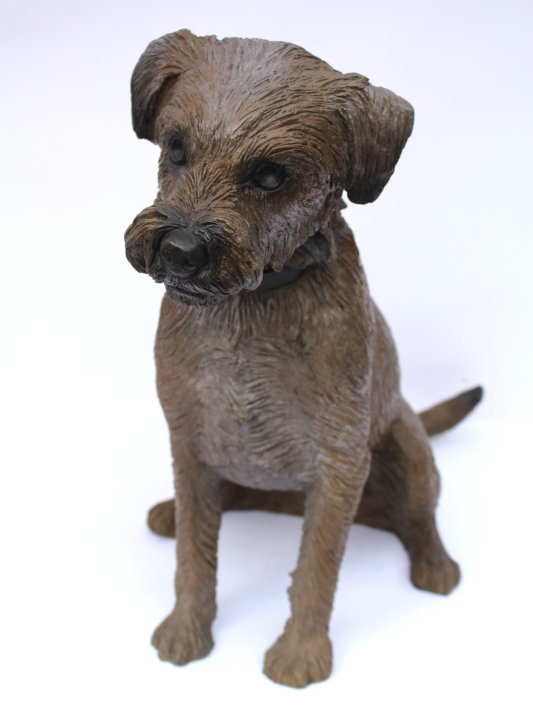 Border Terrier Puppy