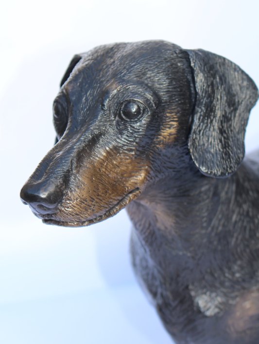 Dachshund