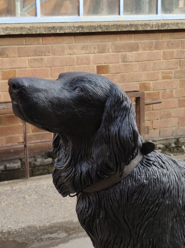 Flat-coated Retriever