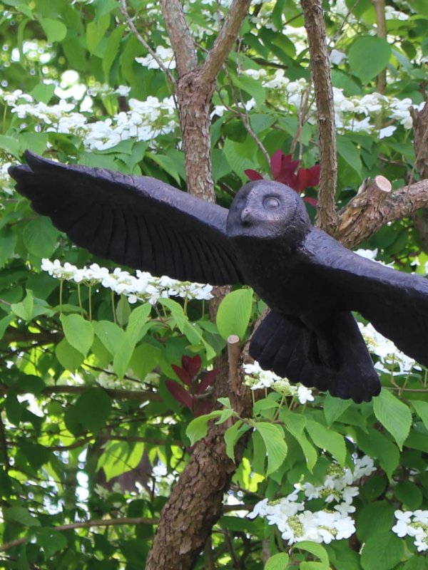 Flying Owl