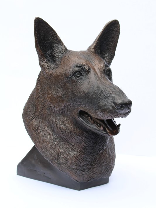 German Shepherd Portrait Head